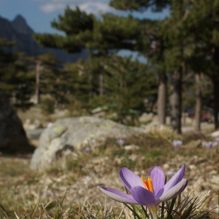 Crocus corsicus